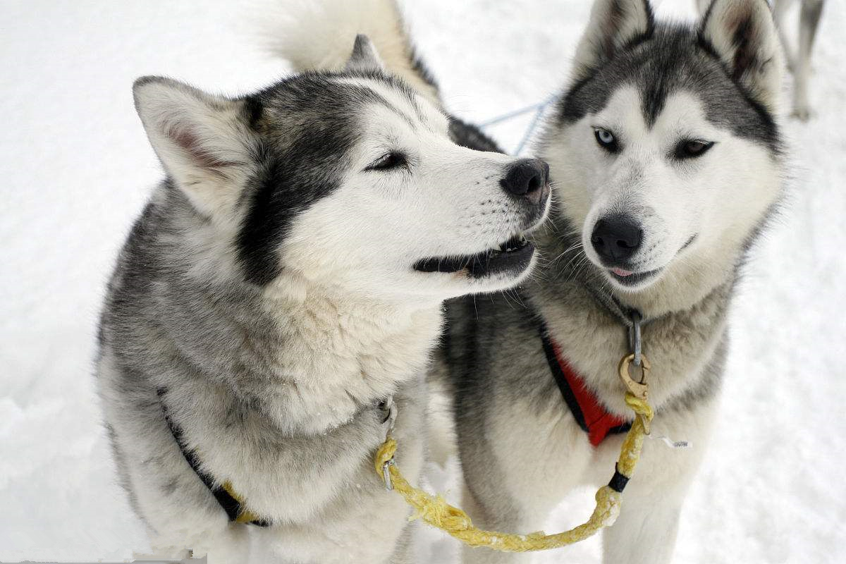 为什么小型犬比大型犬更长寿